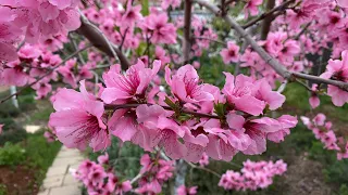 Download Donut Peach Full Bloom (Saturn Peach Flowers) MP3