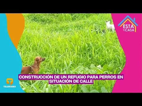 Construcción de un refugio para perros en situación de calle