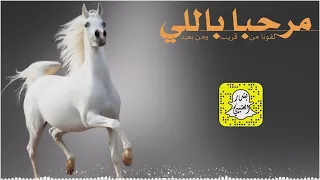 مرحبا باللي لفونا من قريب ومن بعيد كلمات بنت ابوها الحبابيه اداء سعد محسن 2025 حصريا 