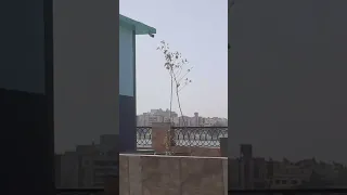حلوة بلادي السمرا بلادي الحرة بلادي  حلوة بلادي السمرا بلادي الحرة بلادي