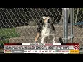 Indianapolis outlaws sale of dogs cats rabbits at pet shops