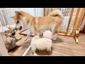 Download Lagu 【柴犬 子犬】激しくなってきた母犬のご指導で転がされまくる子犬