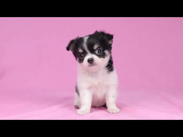 動画