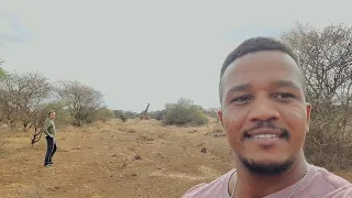 Approaching a Giraffe on foot | Amboseli National Park #animaldocumentary