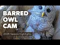 Barred Owl Cam 2026 Season Highlights Cornell Lab Wild Birds Unlimited