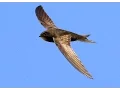 Download Lagu Amazing Facts of Faith — Common Swift