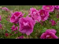 Rosy harvest at southern edge of Taklimakan Desert