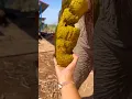 Download Lagu 🥑🤓😭ASMRAMERICA'S #grappige #s...