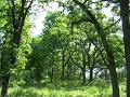 Toward a Savanna Flora