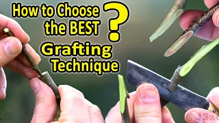 Download Best Grafting Techniques | WHICH Grafting Technique should I CHOOSE, when grafting fruit trees MP3