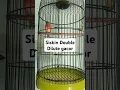 suara burung Siskin Double Dilute gacor #burung #kicaumania #pecintaburung #semuaorang