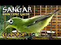 Download Lagu Jos Gacor Kecial Bikin Gacor Kecial Malas Bunyi Jadi Jos Gacor
