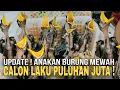 Download Lagu PASAR BURUNG ! ANAKAN BURUNG BEO CALON LAKU PULUHAN JUTA DI PASAR BURUNG PRAMUKA HARI INI