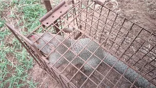  mangoosetrap animalstrap keeripulla