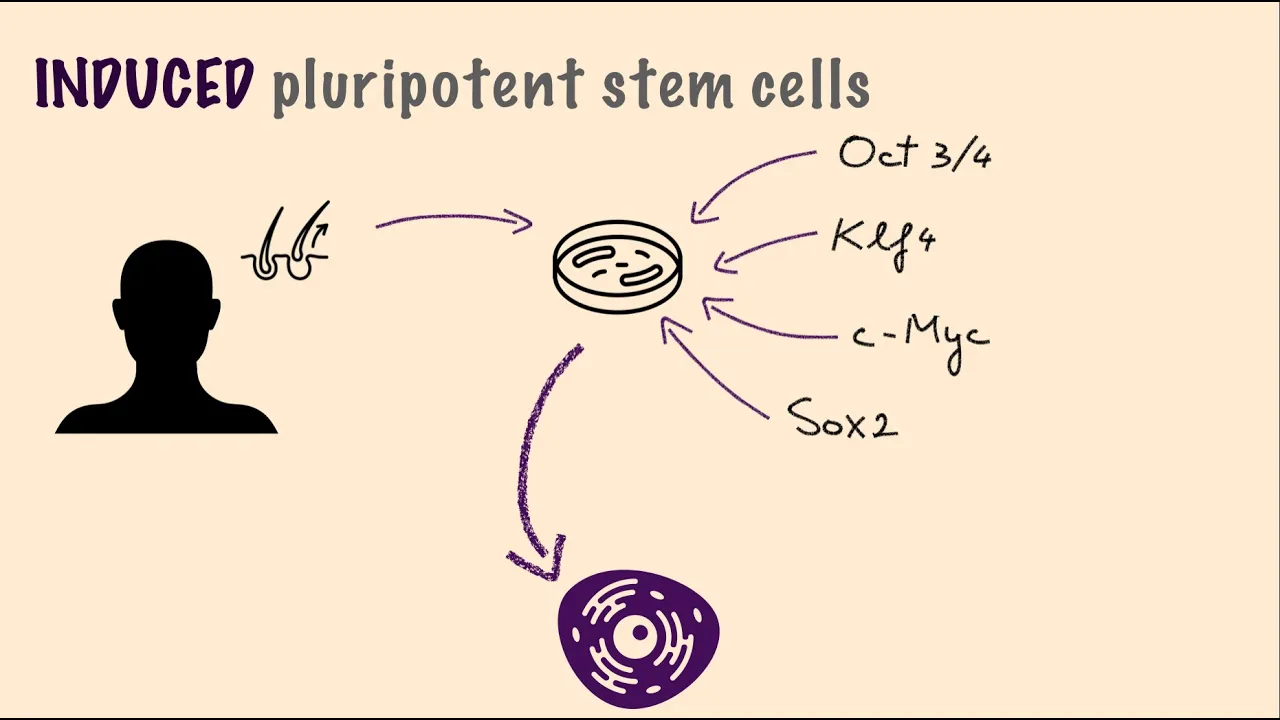 Induced Pluripotent Stem Cells // Engineering Explainers #2