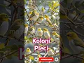 Pleci koloni