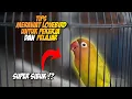 Lagu PERAWATAN LOVEBIRD UNTUK KAMU YANG SUPER SIBUK