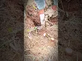 Download Lagu Hard Work Harvesting Cassava Alone 💪🌱 | Village Farming Life #Shorts
