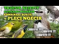 Download Lagu KUTILANG RIBUT PART 3 || kombinasi burung trucuk kejepit burcil dan pleci ngecir ampuh auto lengket