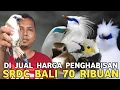Download Lagu PENGHABISAN !! SRDC BALI 70 RIBUAN JALAK BALI JALAK HONGKONG GACOR 1 JUTA-AN DI PASAR BURUNG PRAMUKA