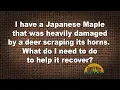 Q A - I have a Japanese maple that was heavily damaged by a deer What should I do