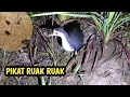 Download Lagu Pikat Burung Ruak Ruak