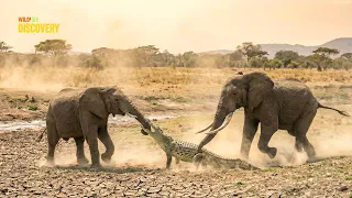 Elephants Shatter Crocodile Power | Not Lions—This Is the True Destroyer of Crocodiles | Animals 4K