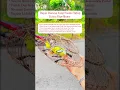 Download Lagu Burung Sirtu / Cipow Gacor #burung #kicauburunglovebird #kicaumania #lovebirdkicau #muraibatu #birds