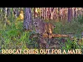 Bobcat s Bone-Chilling Mating Call Caught on Camera - What a scream