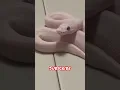 Download Lagu 👀 all white snake #shorts #fyp #reels #pets #pet #snake #python #ballpython