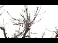 Late Cold Snap Impacts this Sweet Fruit