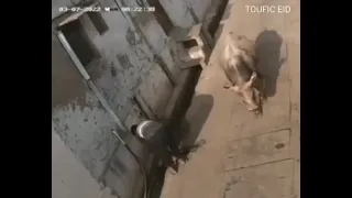 قاعد لوحدك كدا زهقان شيطان يوزك في سكه شمال العب يالا العب يالا دندنها