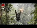Download Lagu 40 Shocking Moments When Animals And Invasive Species Were Unlucky When Colliding With Electricity