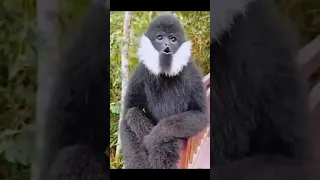 Gibbon Monkey Sounds 