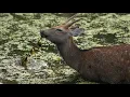 Download Lagu 奈良公園　池に入って水草を食べる鹿さん