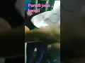 Download Lagu parodi Joko kendil