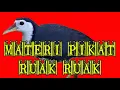 Download Lagu Tengkoah Pikat Audio Suara Ruak Ruak Jernih Jossssssssss