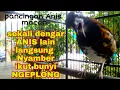 pancingan Anis macan punglor gacor ngerol