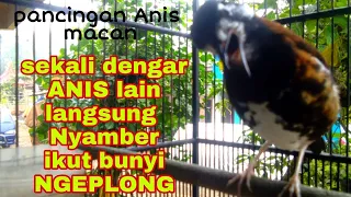 pancingan anis macan punglor gacor ngerol