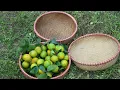 Harvesting Oranges – Taking Them to Market – An Orphaned Young Man’s Life