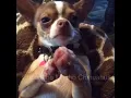 Choco the Macho Chihuahua praying for friends and family