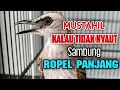 Lagu Langsung Nyautt ! trucukan gacor tarung sambung ropel ini ampuh buat pancingan trucukan agar bunyi