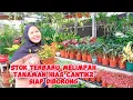 Download Lagu STOK TERBARU MELIMPAH TANAMAN HIAS CANTIK2 SIAP DIBORONG