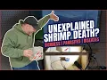 Unexplained Shrimp Death Why Are My Shrimps Dying Shrimp Saturday