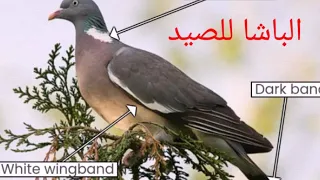             صوت الدلم  حمام الغابات  دندنها