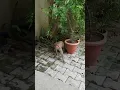 indian breed monkey feeding desi monky video manki lovers