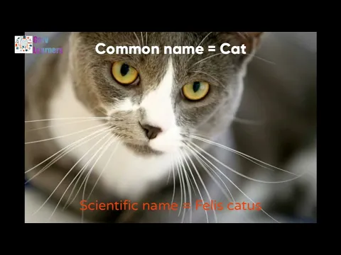 Download MP3 Scientific name of Cat