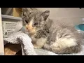 Foster Kitten Livestream S30 E4 - Aug 16 2026