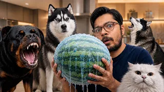 Fight For Watermelon | Rottweiler Vs Husky | Review reloaded 
