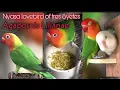 Download Lagu Agapornis Lilianae /Nyasa lovebird of Tres Syetes